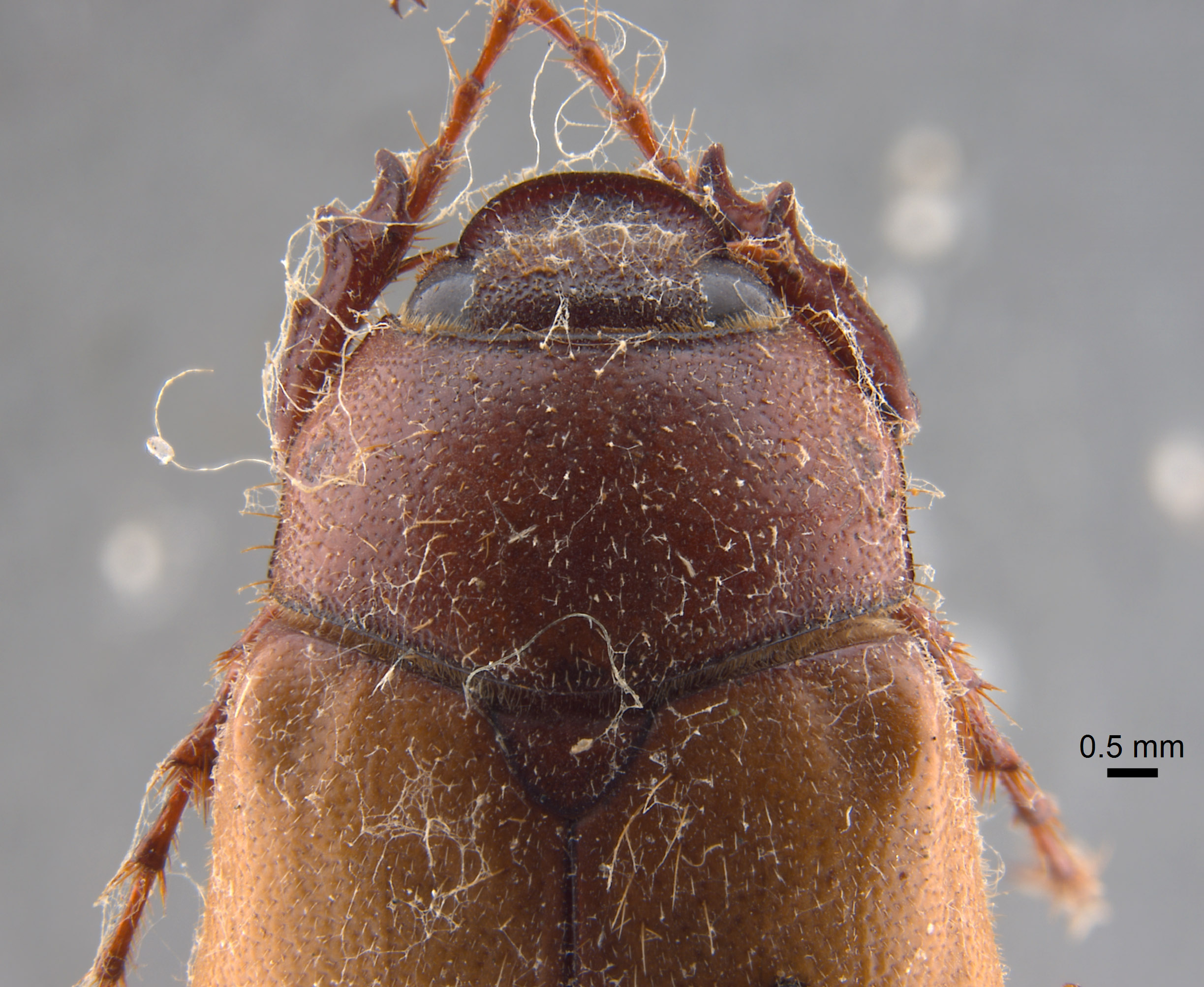 Phyllophaga morganella image