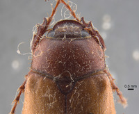 Phyllophaga morganella image