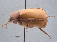 Phyllophaga morganella image