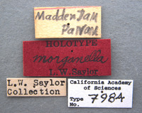 Phyllophaga morganella image