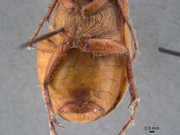 Phyllophaga morganella image