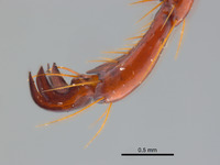 Phyllophaga morgani image