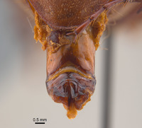 Phyllophaga morgani image