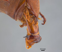 Phyllophaga morgani image