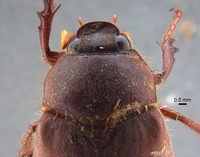 Phyllophaga morgani image