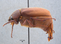 Phyllophaga morgani image