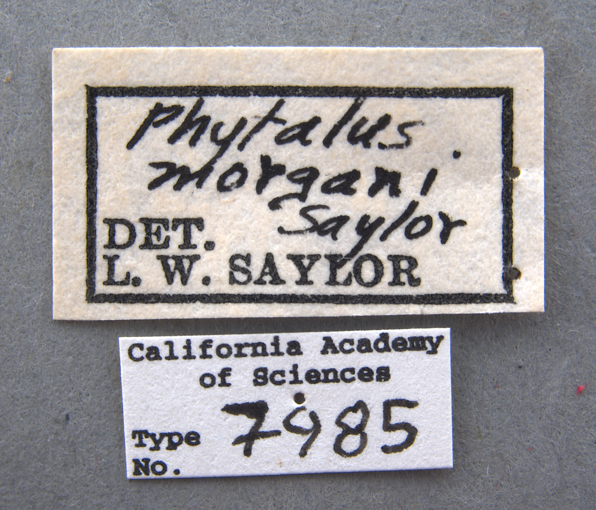 Phyllophaga morgani image