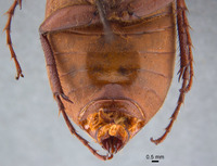 Phyllophaga morgani image