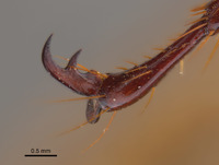 Phyllophaga nevermannea image