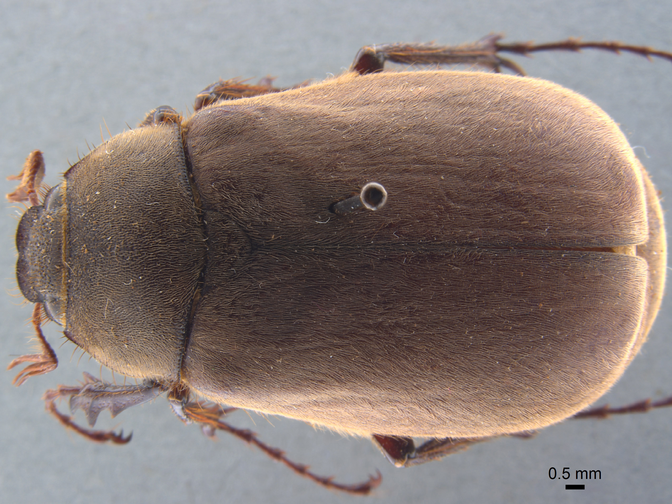 Phyllophaga nevermannea image