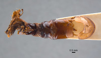 Phyllophaga nevermannea image