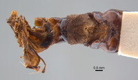 Phyllophaga nevermannea image