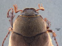 Phyllophaga nevermannea image