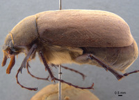 Phyllophaga nevermannea image