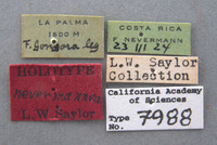 Phyllophaga nevermannea image