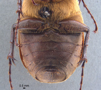 Phyllophaga nevermannea image