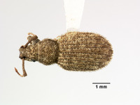 Dysticheus rotundicollis image