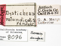 Dysticheus rotundicollis image