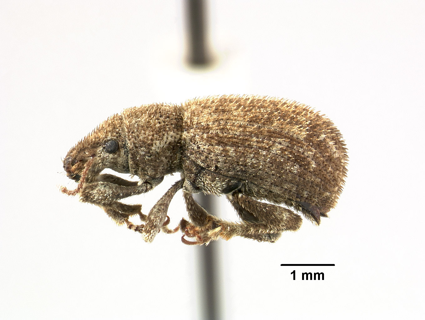 Dysticheus rotundicollis image