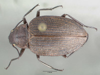 Amphizoa lecontei image