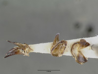 Amphizoa lecontei image