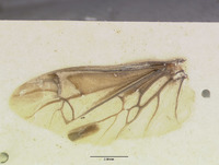 Amphizoa lecontei image