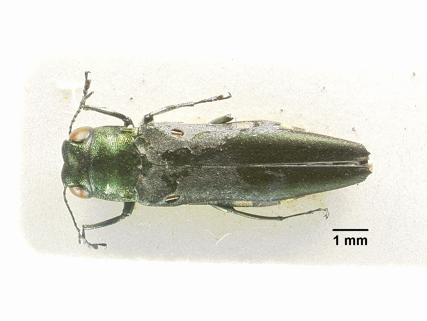 Agrilus viridissimus image