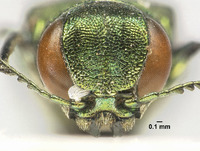 Agrilus viridissimus image