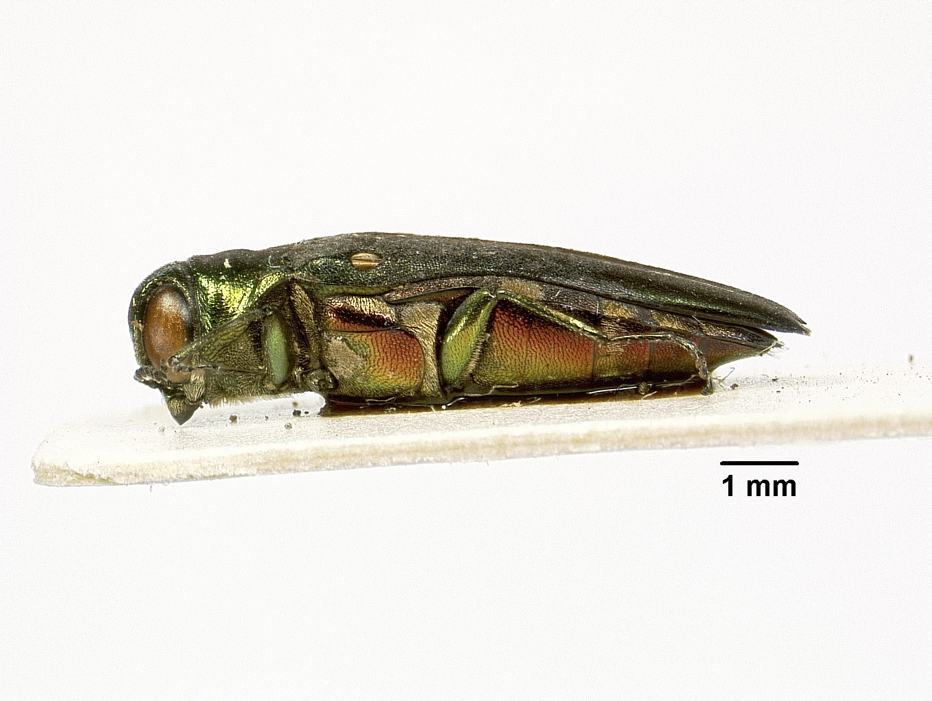 Agrilus viridissimus image