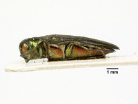 Agrilus viridissimus image