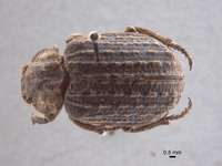 Trox rubricans image