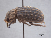 Image of Trox rubricans