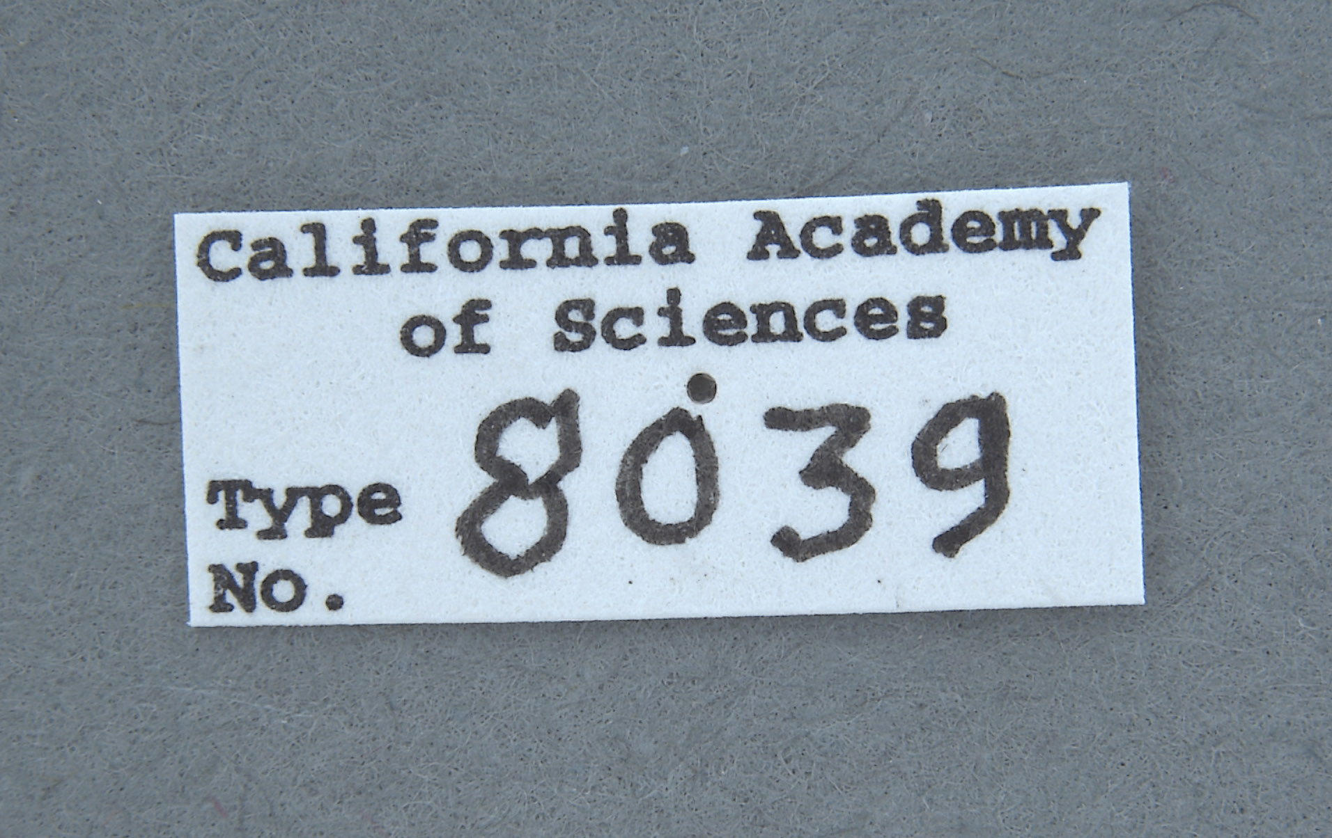 Trox rubricans image