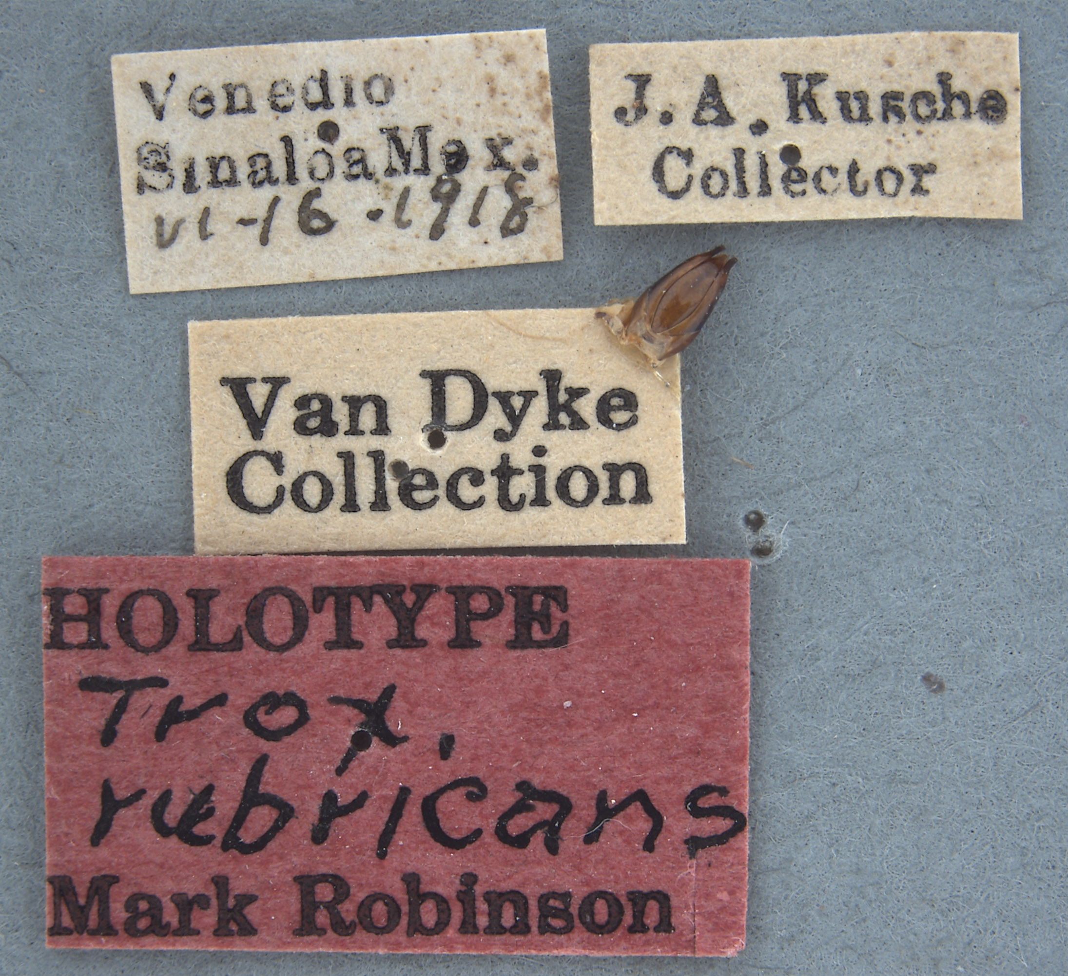 Trox rubricans image