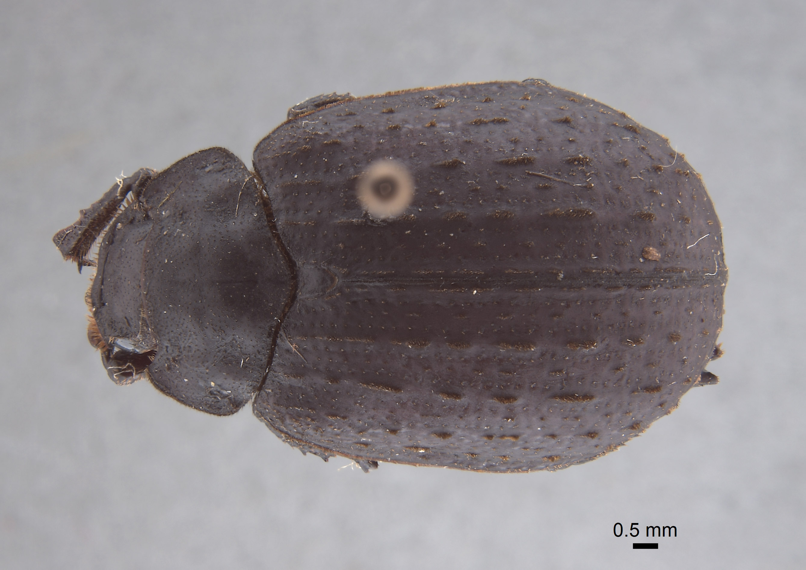 Trox diffluens image