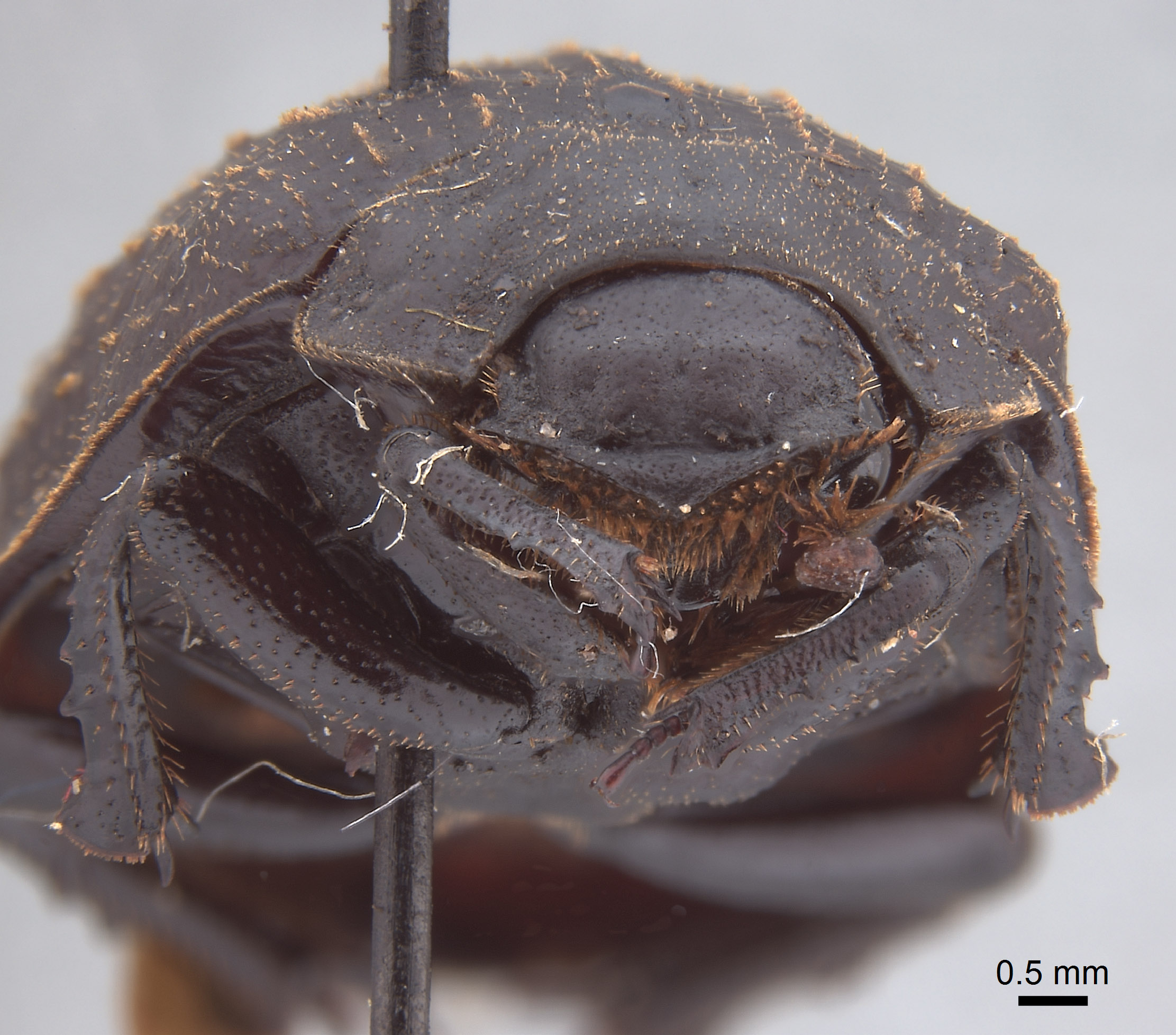 Trogidae image