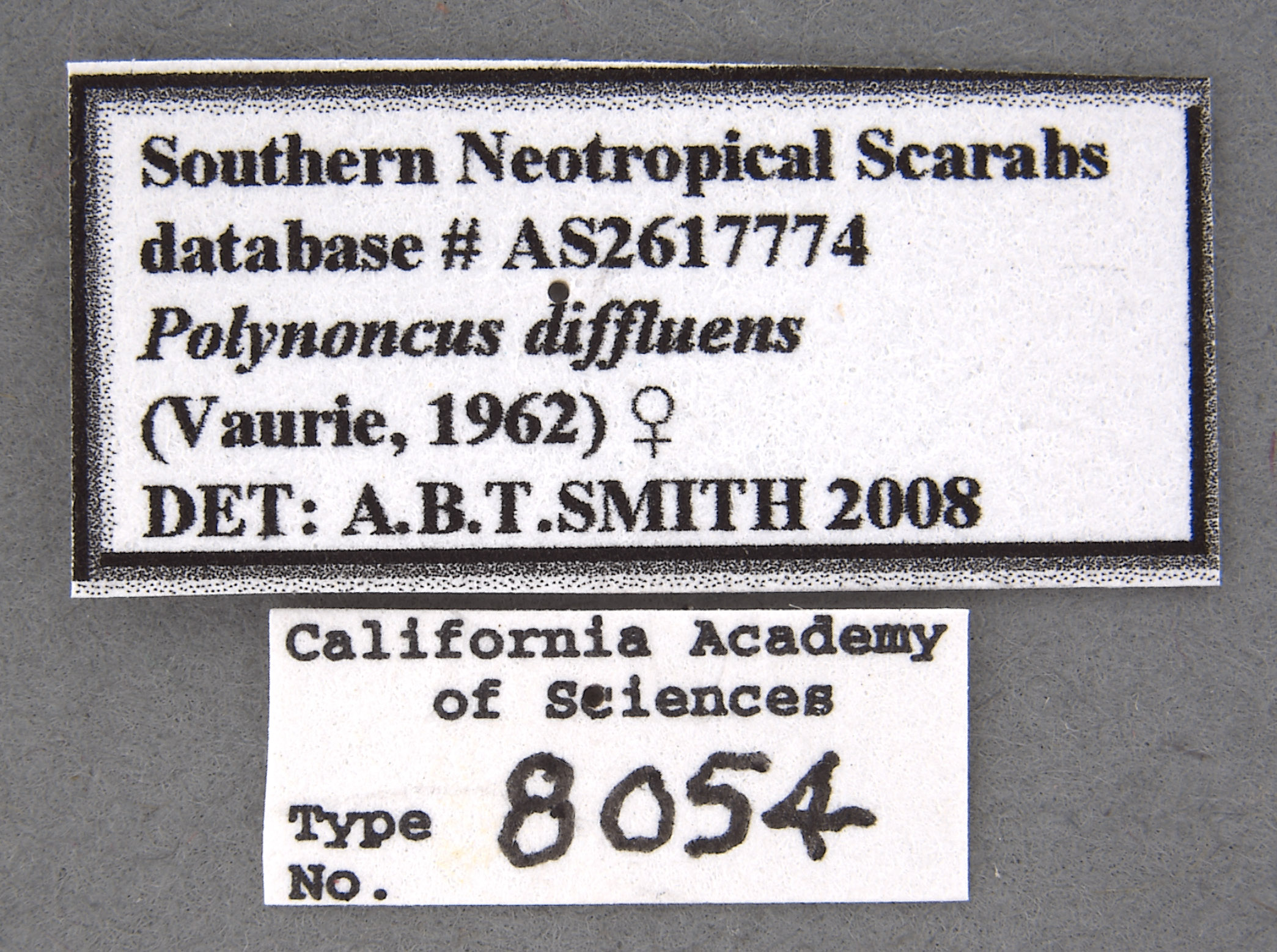 Trogidae image