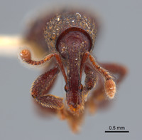 Alaocybites rothi image