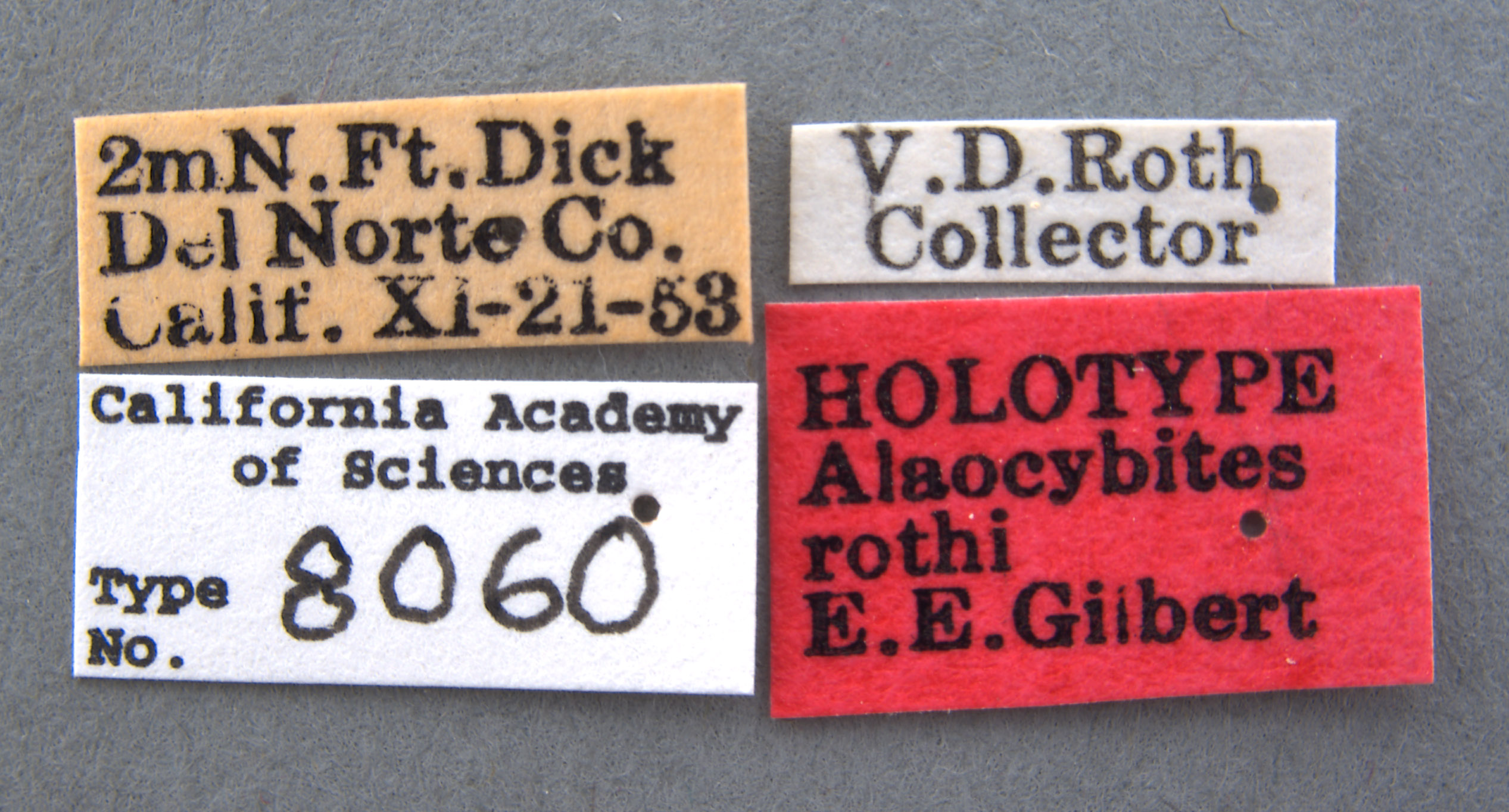 Raymondionymidae image