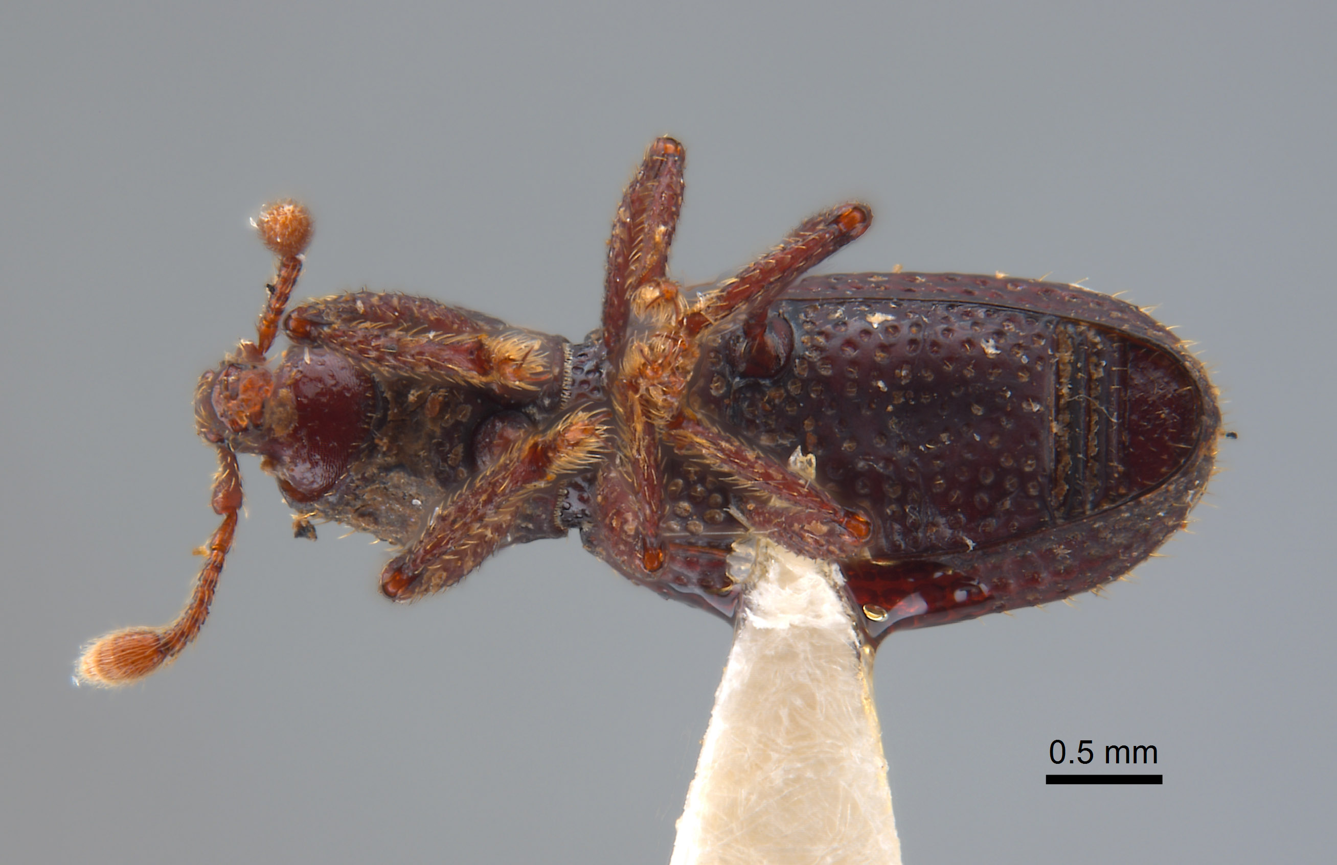 Alaocybites rothi image