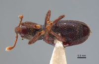 Alaocybites rothi image