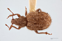 Image of Nemocestes fragariae