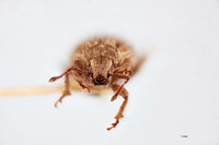 Nemocestes fragariae image