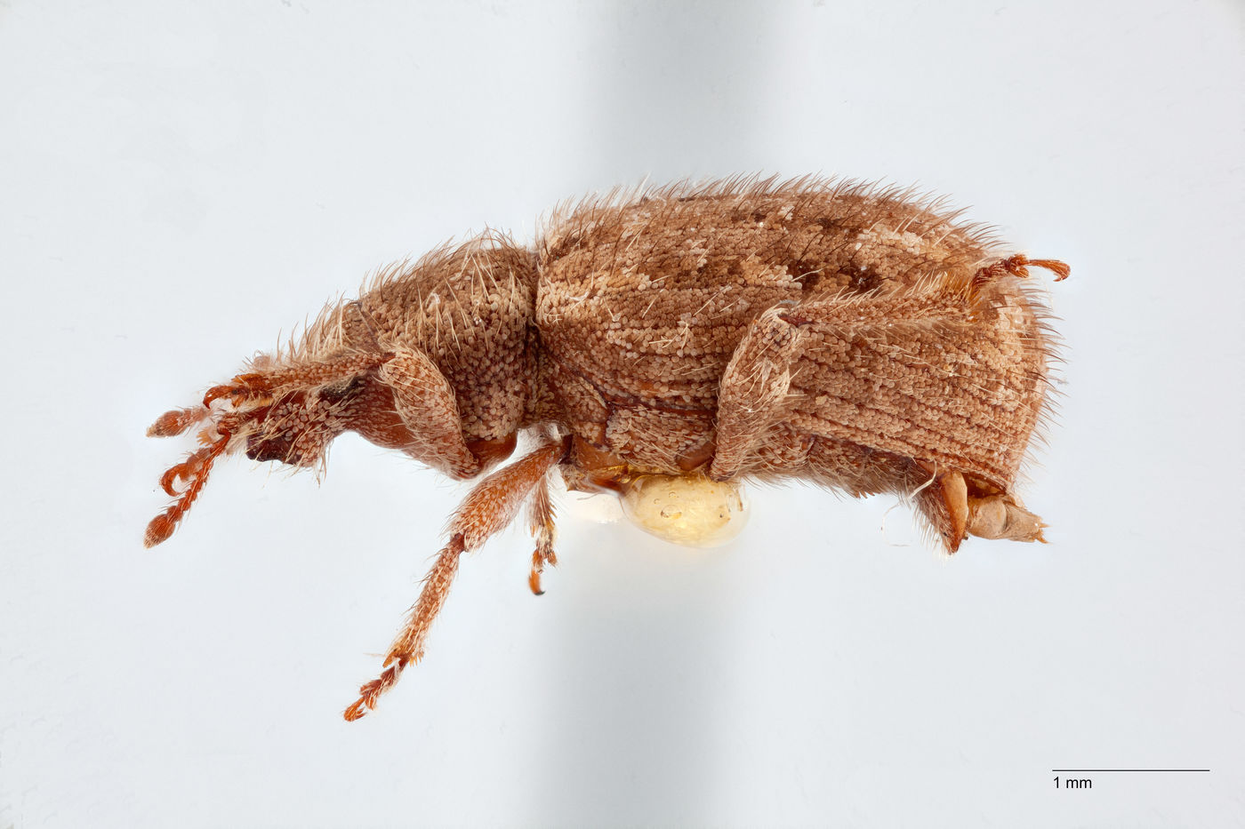 Curculionidae image