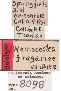 Nemocestes fragariae image