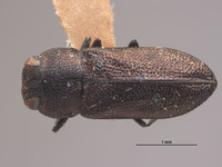 Anthaxia helferi image