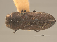 Image of Anthaxia helferi