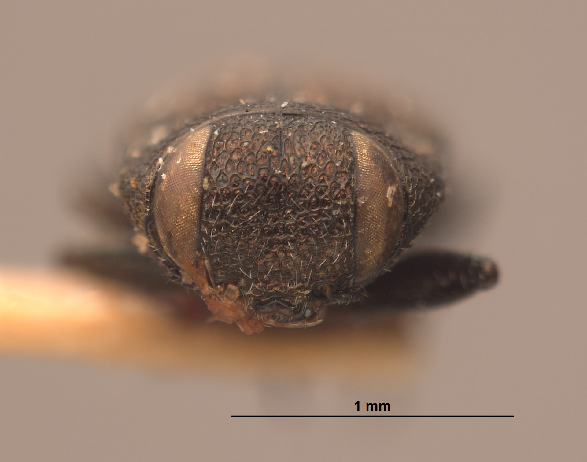 Anthaxia helferi image