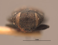 Anthaxia helferi image