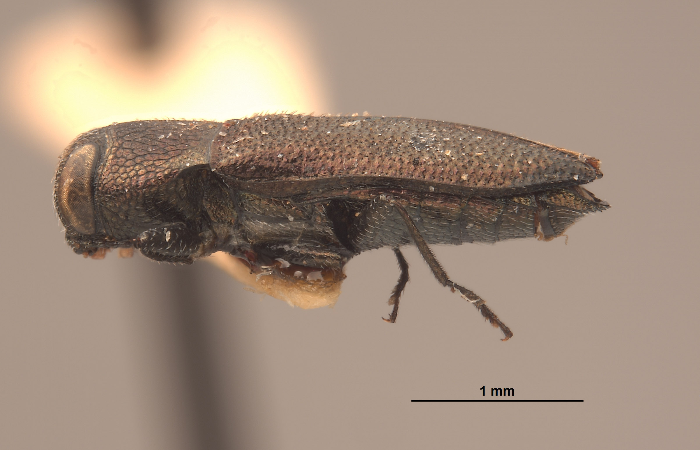 Anthaxia helferi image